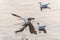 Three seagulls floating on the water, one of them landing