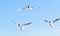 Three seagulls flying in the blue sky, with their wings open