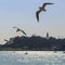 Three seagulls flying in the Bosphorus