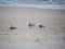 Three seagulls / herring gulls on the sandy beach preening