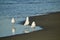 Three seagulls looking for food on the shore