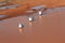 Three Seagulls in a Muddy pool after Rain