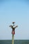 Three seagulls are perched on a buoy marker in Mobile. Bay Alabama