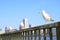 Three Seagulls relax at Sumida river in Tokyo bay