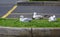 Three seagulls resting on green grass
