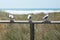 Three seagulls sitting on a pole at Pacific ocean, New Zealand