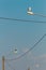 Three Seagulls on top of street lamps connected to power lines