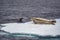 Three seals play on an ice floe in spring