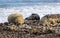 three seals on a rocky shore with sea water in the background