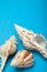Three seashells on a blue background, vertically. Copy space
