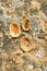 Three seashells on rock with moss