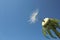 Three seeds remained on dandelion flower stalk close-up