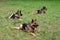 Three service German Shepherds, tongues out, lying on the grass