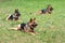 Three service German Shepherds, tongues out, lying on the grass