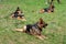 Three service German Shepherds, tongues out, lying on the grass