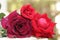 Three shade of red roses on green nature background, The Red roses meaning love, The flower popularly given as gifts for couples