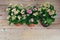 Three shades of pink Kalanchoe flowers on a wooden background. Close-up. Top view