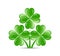 three shamrocks with four lucky leaves