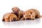 Three Shar Pei baby dogs