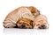 Three Shar Pei baby dogs