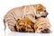 Three Shar Pei baby dogs