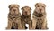 Three Shar Pei puppies sitting, looking at the cam