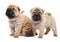 Three sharpei puppy dog