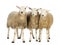 Three Sheep against white background