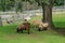 Three sheep bighorn sheep under tree grazing at Green Hill Park ZOo in Worcester, ma