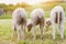 Three sheep grazing on green meadow, back view