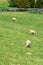 Three Sheep Grazing on the Grounds of Booker T. Washington National Monument