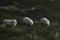 Three sheep grazing on moss hills on Sylt island at North Sea