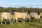 Three sheep on Hemingford Grey Meadow