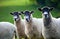Three sheep in a line with focus on middle sheep