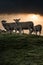 Three sheep looking curious at the camera on hillside at misty sunset. Vertical photography