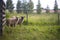 Three sheep next to a fence and a green meadow