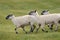 Three Sheep (Ovus aries)