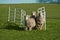 Three sheep running through gate.