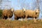 Three sheep standing and posing for the camera