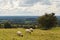 Three sheep at Tara Hill