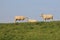 Three sheep together at a green in summer