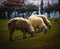 Three sheeps grazing grass