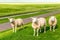 Three sheeps staring at the lens on a meadow, Pieterburen, Holland