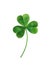 Three sheets realistic lucky clover leaves on a white background.