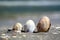 Three shells on a beach .