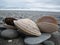 Three shells on stones on a new zealand beach