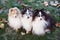 Three sheltie dogs outdoors in autumn