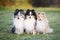 Three sheltie dogs outdoors in autumn