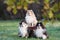 Three sheltie dogs outdoors in autumn