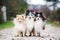 Three sheltie dogs outdoors in autumn